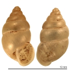Pupa aperta Holotype ZMB Moll.6213a