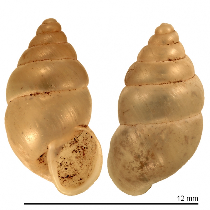Pupa aperta Holotype ZMB Moll.6213a Pupa aperta Holotype ZMB Moll.6213a
