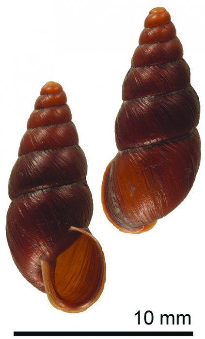 Apoecus ramelauensis holotype AM C.500899 Apoecus ramelauensis holotype AM C.500899