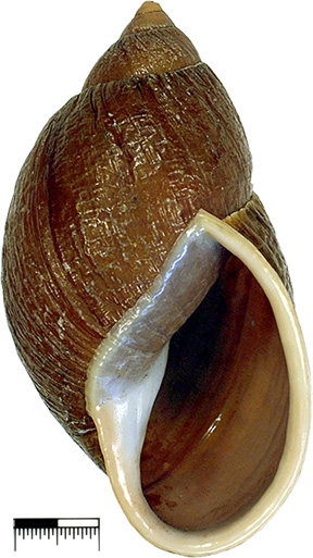 Bulimus appunii Dunker, 1875 lectotype ZMB Moll. 111.926a Bulimus appunii Dunker, 1875 lectotype ZMB Moll. 111.926a