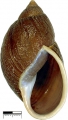 Mollusca (molluscs)