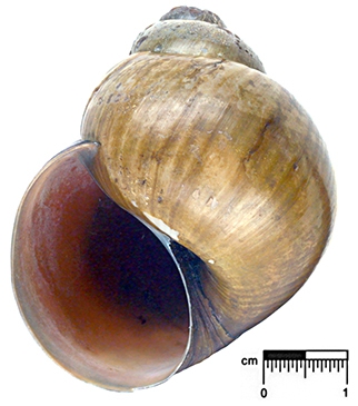 Lanistes ovum Troschel, 1845 Lectotype ZMB 111.748a