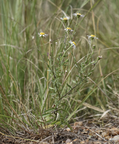 General habit