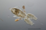 Corycaeus speciosus female