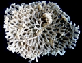 Bryozoa (moss animals)