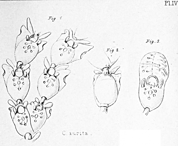 Claviporella aurita