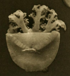 medusa of Cassiopea andromeda var. malayensis
