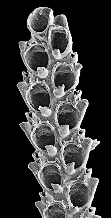 Scrupocellaria cyclostoma