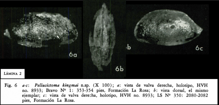 Pellucistoma kingmai Bold, 1972  (Holotype) from original description_Pl. 2