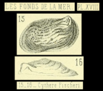 Cythere fischeri Brady, 1869 from original description, Pl. 18