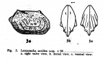 Loxoconcha antillea Bold, 1946 from original description, pl. 15.3