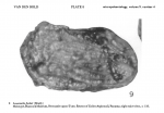 Cythere fischeri Brady, 1869 from Bold, 1963_Syntype (=[sic] Holotype)"