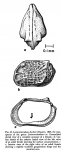 Loxocorniculum fischeri (Brady, 1869) from Benson & Coleman, 1963; Fig. 24