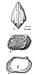 Loxocorniculum from Benson & Coleman, 1963 (Fig. 24)
