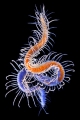 Polychaeta (bristle worms)