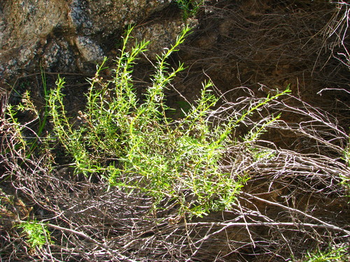 Baccharis potrerillana (Ariza) G.Heiden