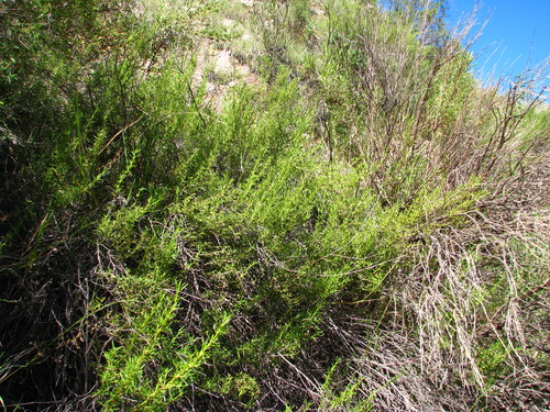 Baccharis potrerillana (Ariza) G.Heiden