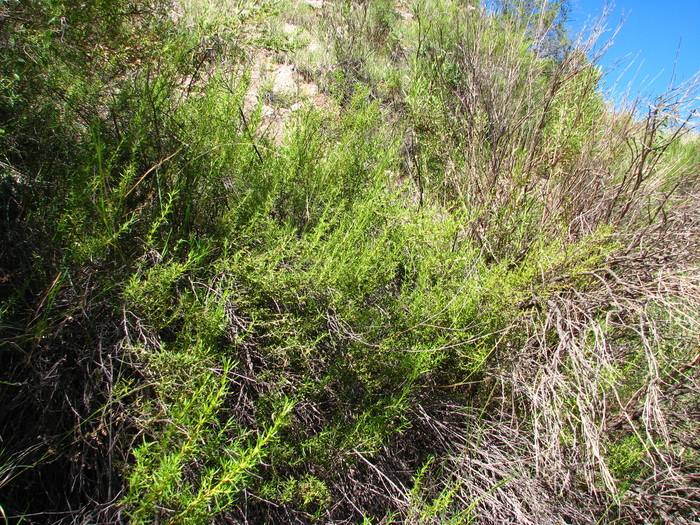 Baccharis potrerillana (Ariza) G.Heiden Baccharis potrerillana (Ariza) G.Heiden