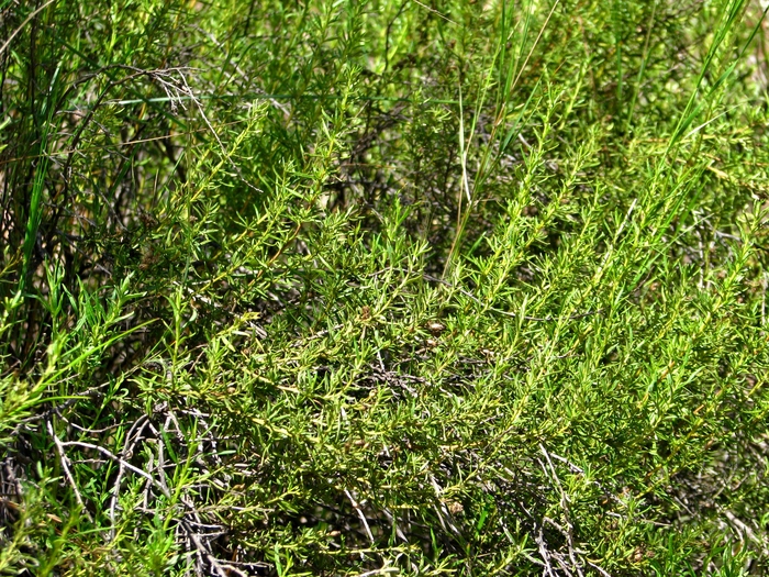 Baccharis potrerillana (Ariza) G.Heiden