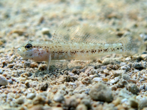 Gobius couchi