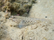 Gobius incognitus