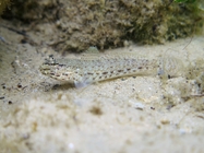 Gobius incognitus