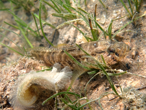 Gobius ophiocephalus