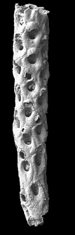 Cellarinidra clavata