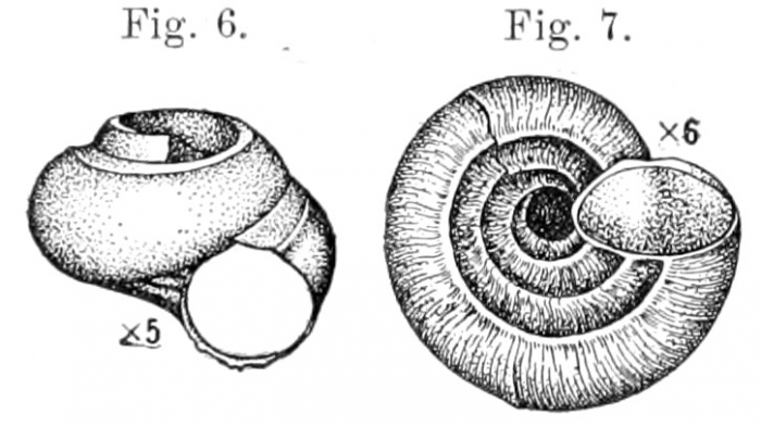 Moelleriopsis abyssicola Busk, 1897, original figures Moelleriopsis abyssicola Busk, 1897, original figures