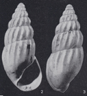 Rissoina clavula dudariensis Strausz, 1966