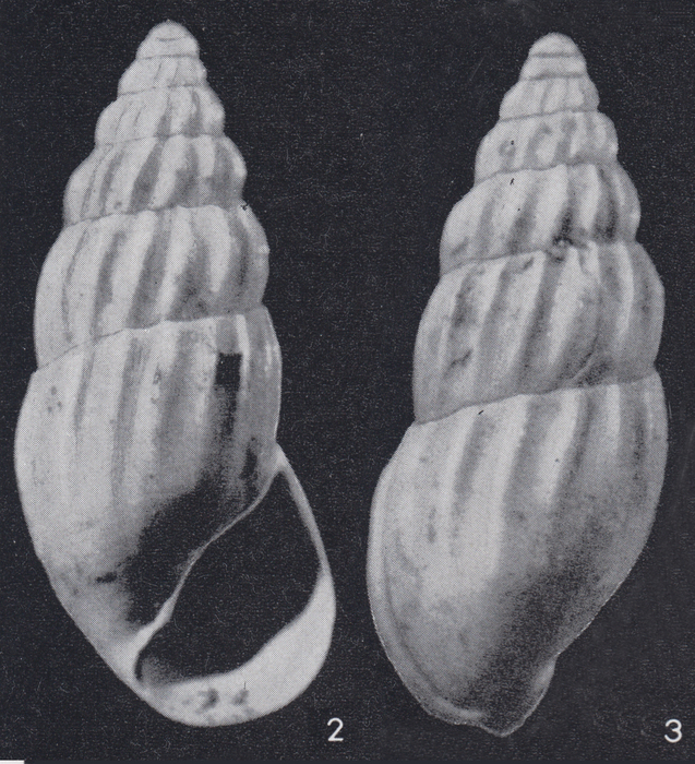 Rissoina clavula dudariensis Strausz, 1966 Rissoina clavula dudariensis Strausz, 1966