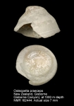 Osteopelta praeceps
