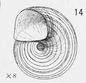 Cyclostrema cingulatum Verrill, 1884 original figure Cyclostrema cingulatum Verrill, 1884 original figure