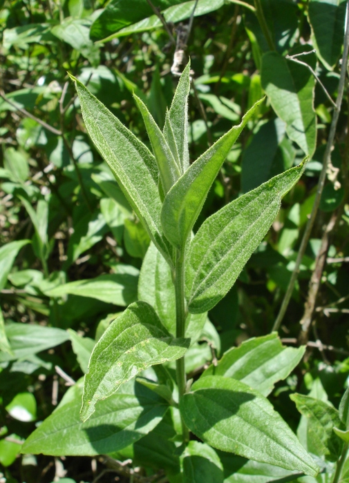 Baccharis bifrons Baker Baccharis bifrons Baker