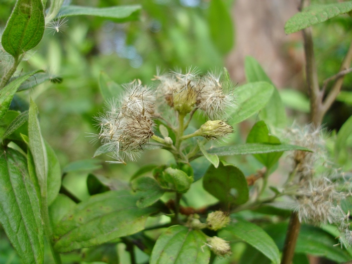 Baccharis bifrons Baker Baccharis bifrons Baker