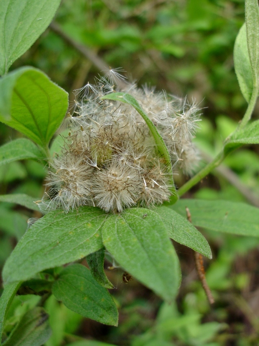 Baccharis bifrons Baker