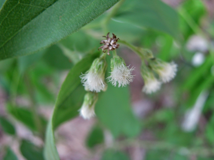Baccharis cinerea DC. Baccharis cinerea DC.