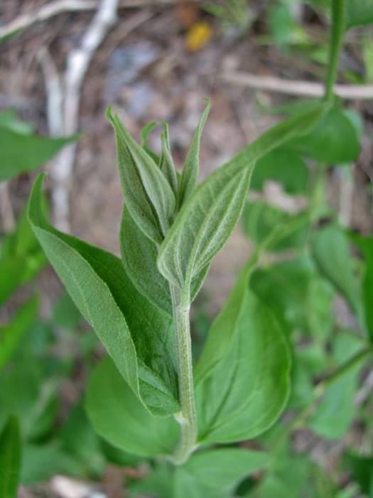Baccharis cinerea DC. Baccharis cinerea DC.
