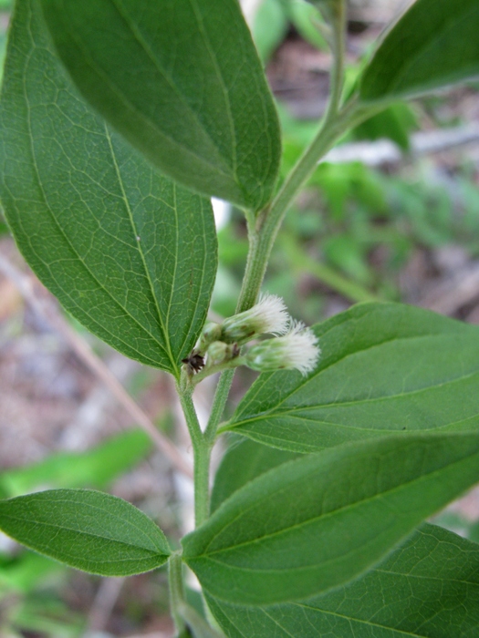 Baccharis cinerea DC. Baccharis cinerea DC.