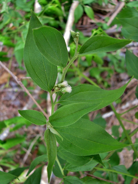 Baccharis cinerea DC. Baccharis cinerea DC.