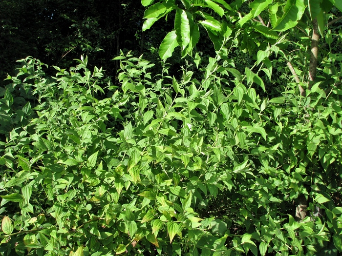 Baccharis cinerea DC. Baccharis cinerea DC.