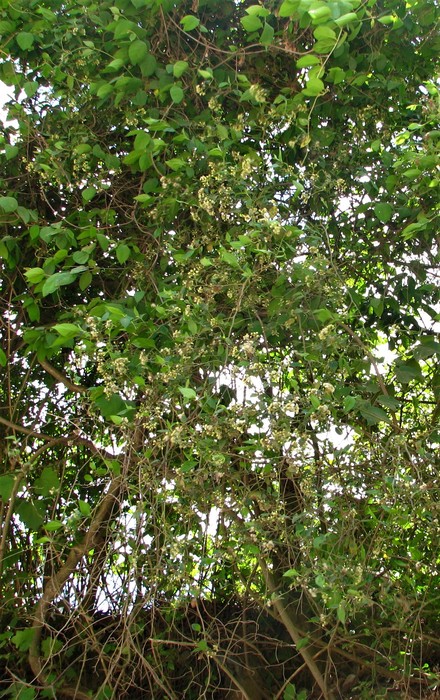 Baccharis debilis Rusby Baccharis debilis Rusby