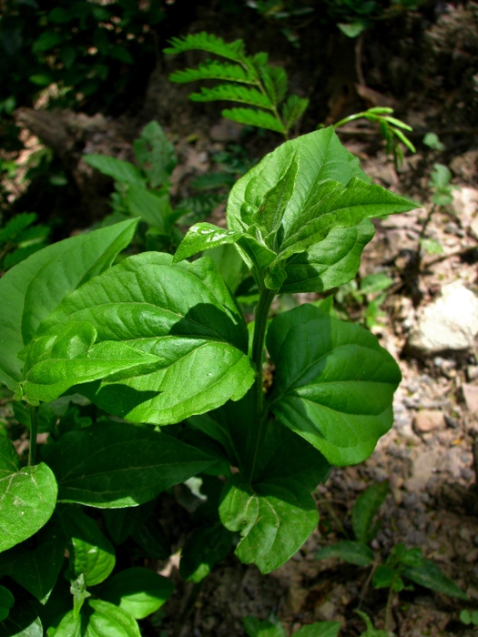 Baccharis debilis Rusby Baccharis debilis Rusby