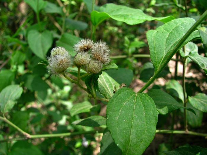 Baccharis debilis Rusby Baccharis debilis Rusby