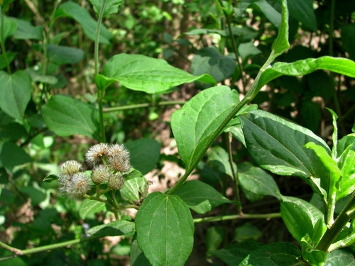 Baccharis debilis Rusby