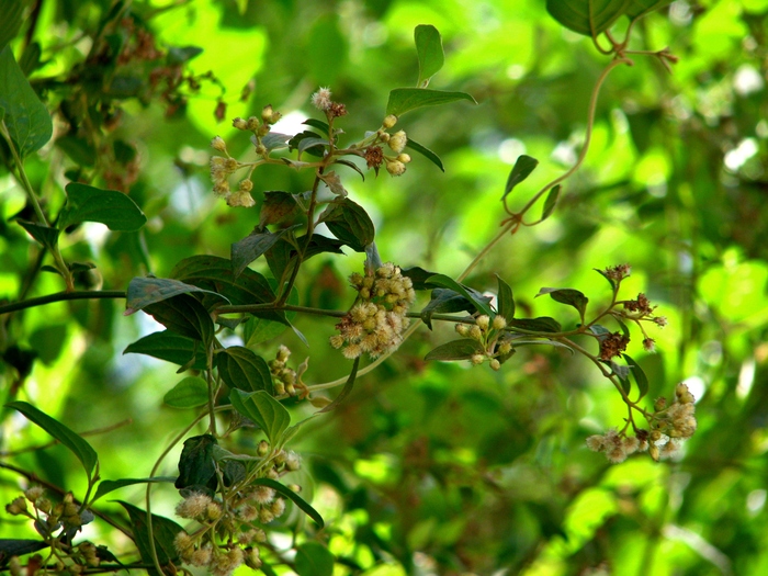 Baccharis debilis Rusby Baccharis debilis Rusby