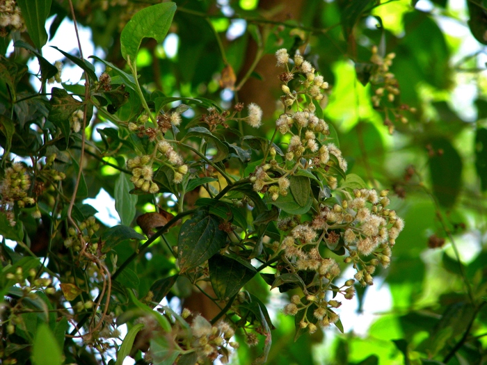 Baccharis debilis Rusby