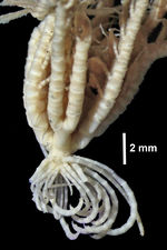 Kempometra grisea John, 1938