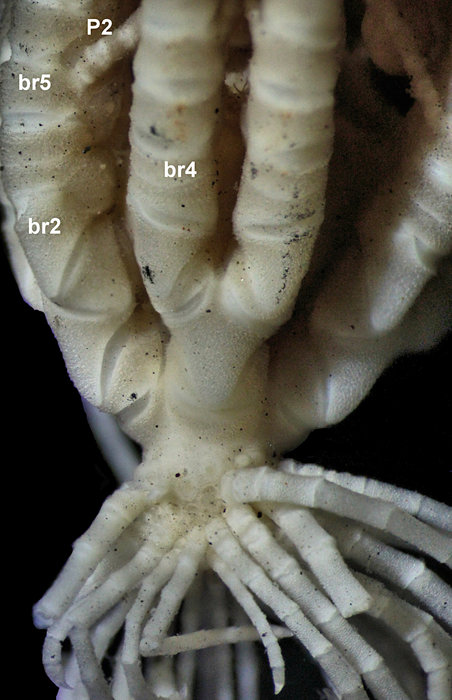 Kempometra grisea John, 1938