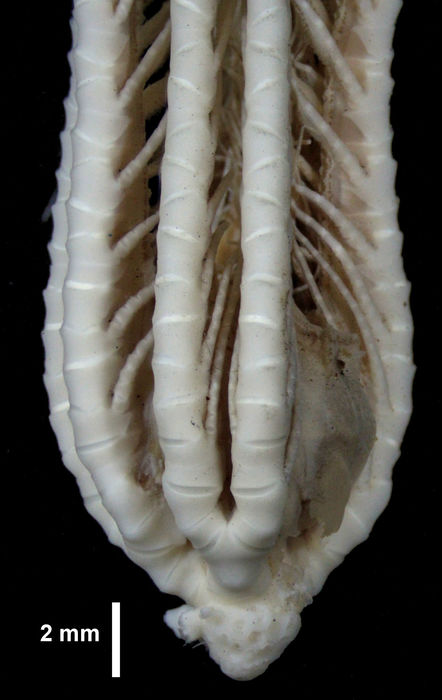 Leptometra celtica HOLOTYPE Leptometra celtica HOLOTYPE